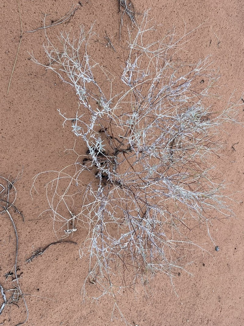 Sand Buckwheat photo 7