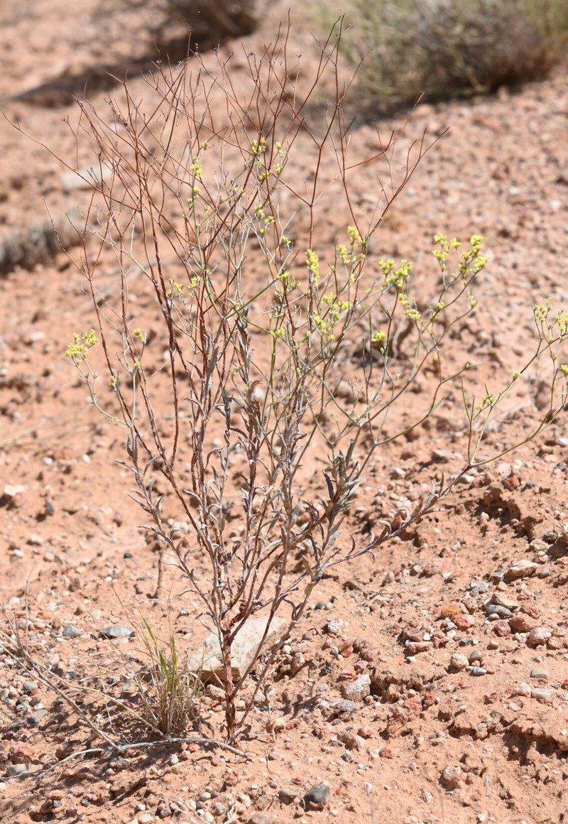 Eriogonum leptocladon var. leptocladon