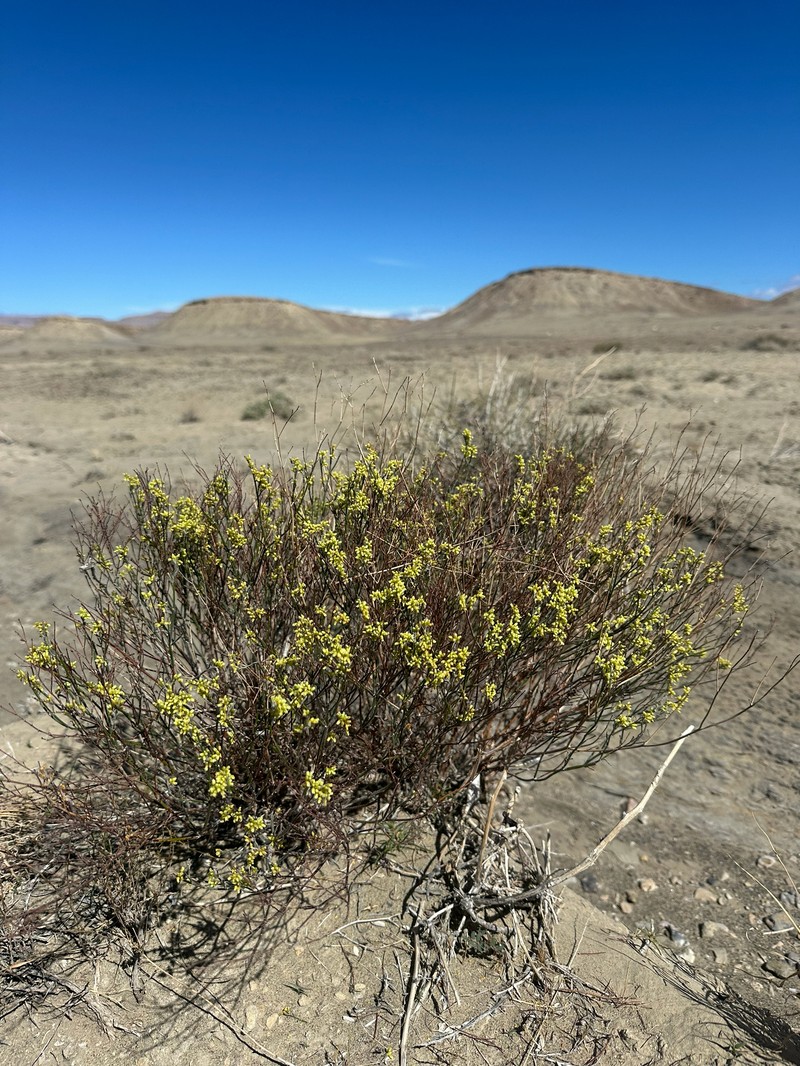 Eriogonum leptocladon var. leptocladon photo 2