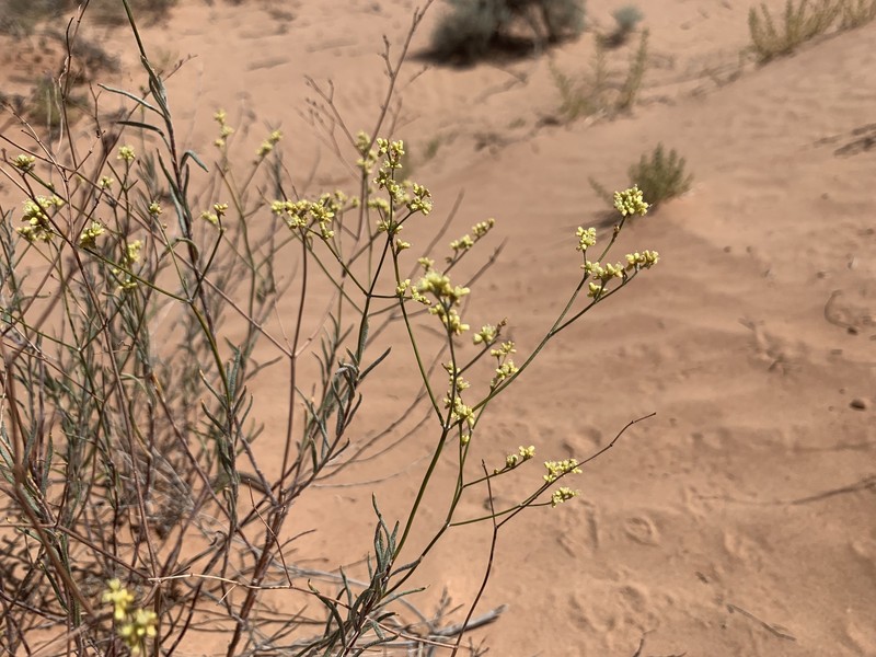 Eriogonum leptocladon var. leptocladon photo 3