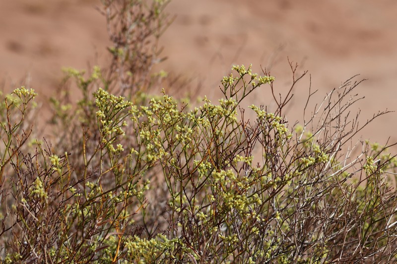 Eriogonum leptocladon var. leptocladon photo 4