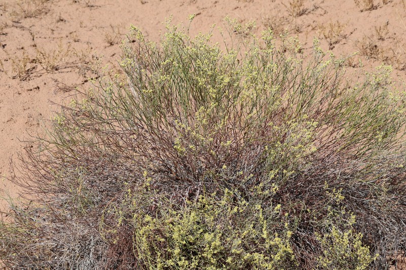 Eriogonum leptocladon var. leptocladon photo 5