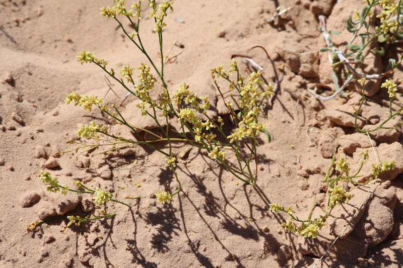 Eriogonum leptocladon var. leptocladon photo 6
