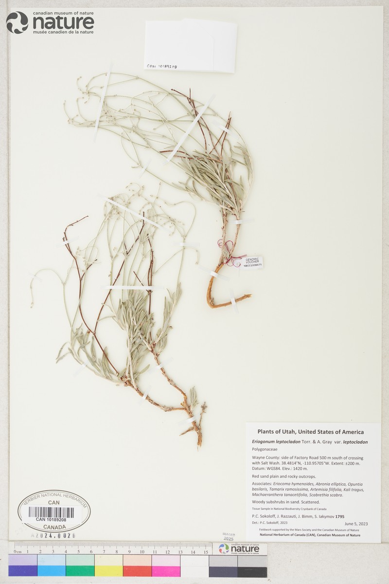 Eriogonum leptocladon var. leptocladon photo 7