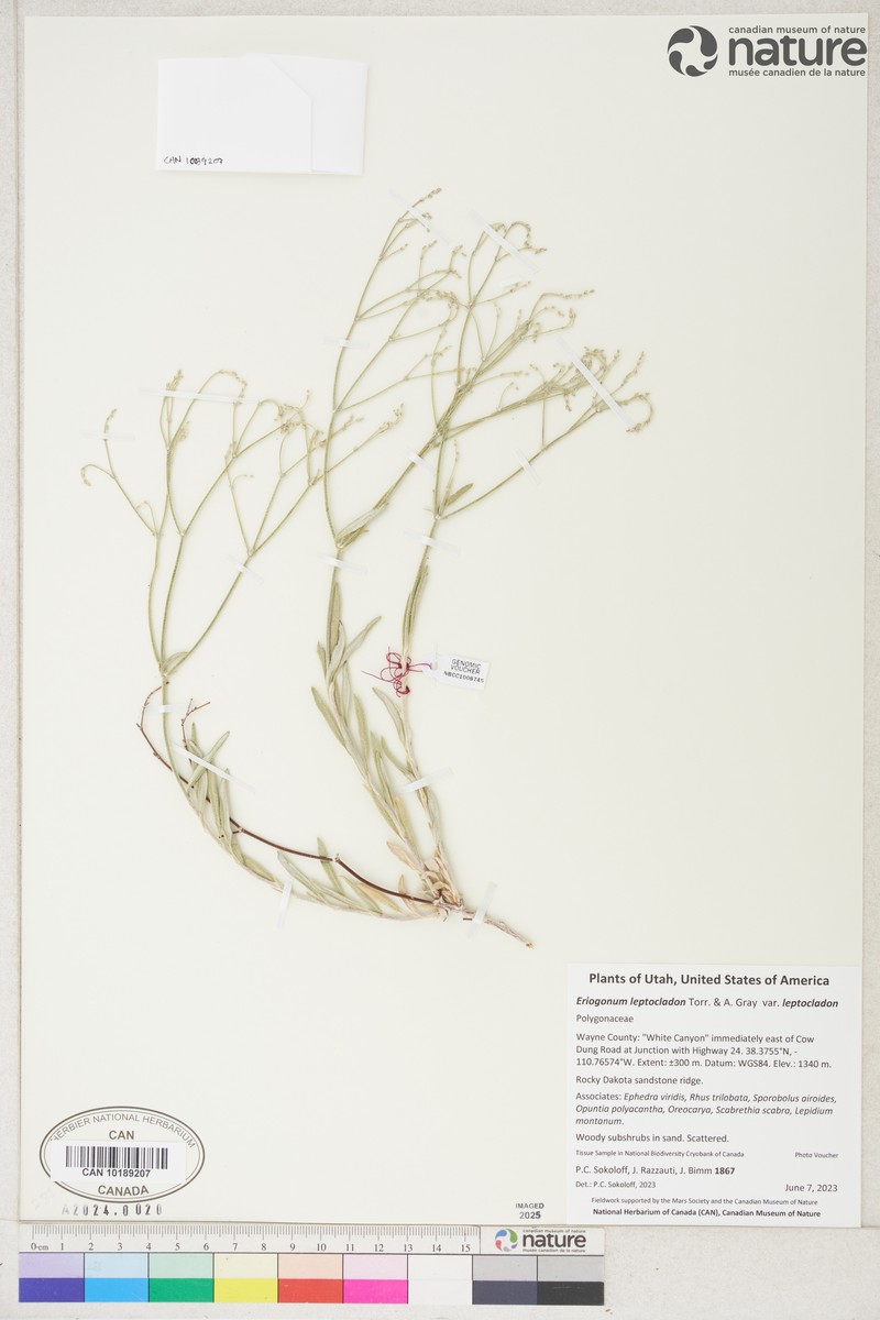 Eriogonum leptocladon var. leptocladon photo 8