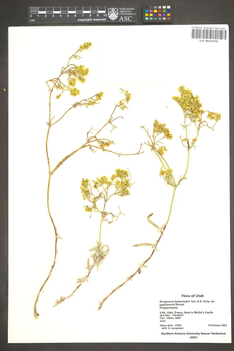 Eriogonum leptocladon var. papiliunculi photo 3