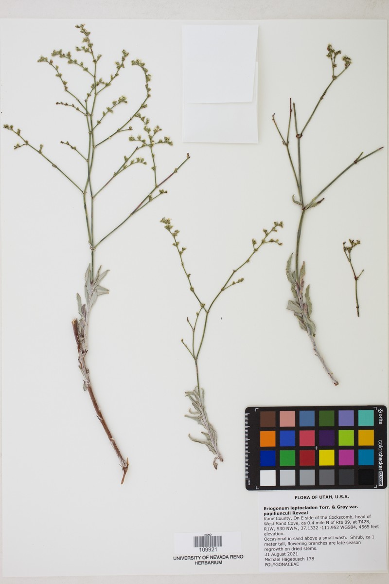 Eriogonum leptocladon var. papiliunculi photo 4