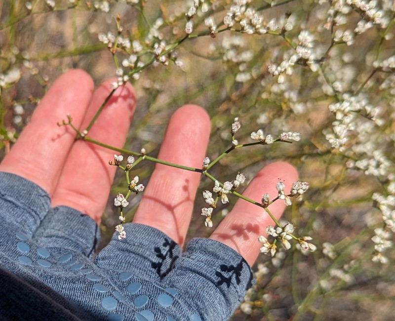 Eriogonum leptocladon var. papiliunculi