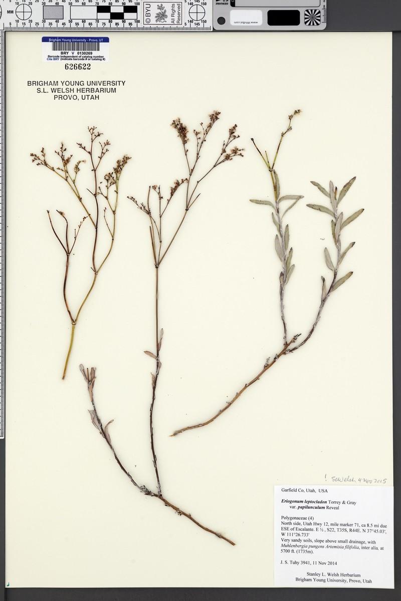 Eriogonum leptocladon var. papiliunculi photo 2
