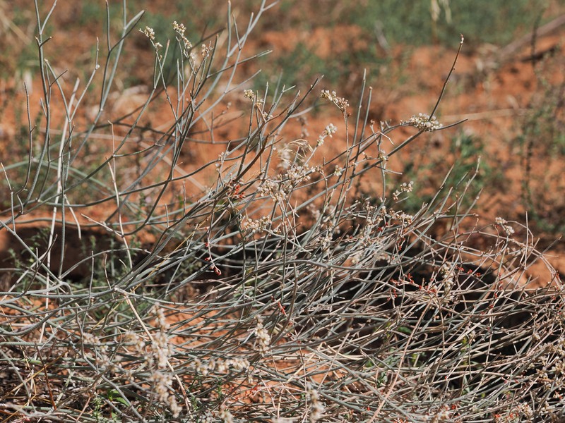 Eriogonum leptocladon var. ramosissimum