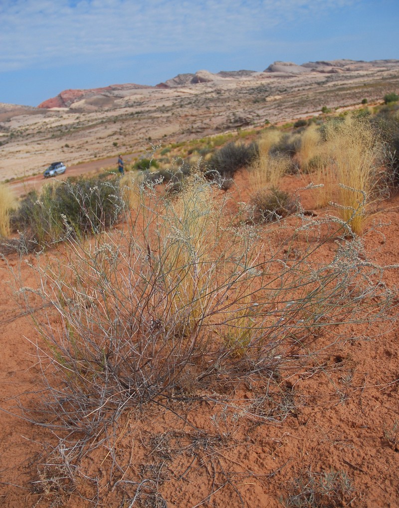 Eriogonum leptocladon var. ramosissimum photo 2