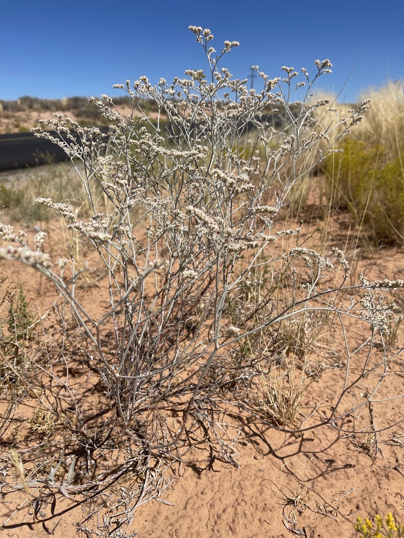 Eriogonum leptocladon var. ramosissimum photo 3