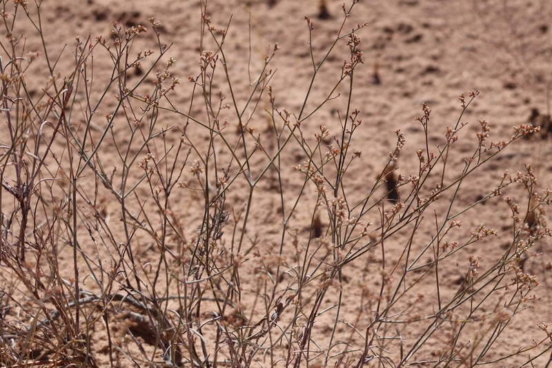Eriogonum leptocladon var. ramosissimum photo 5
