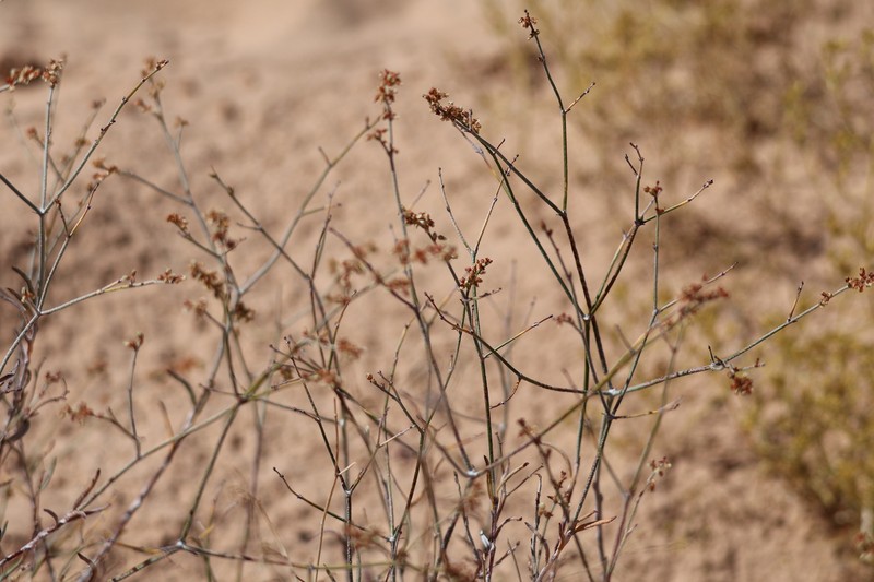 Eriogonum leptocladon var. ramosissimum photo 6