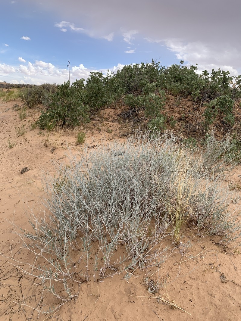 Eriogonum leptocladon var. ramosissimum photo 7