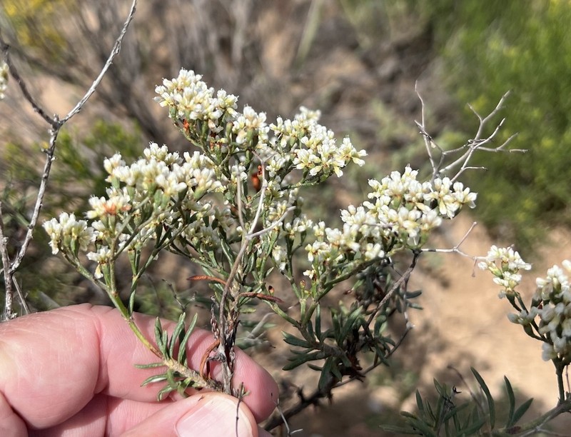 Slenderleaf Buckwheat