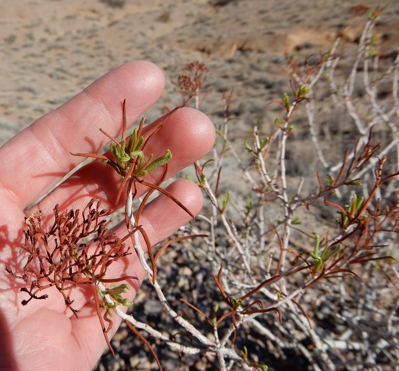 Slenderleaf Buckwheat photo 2