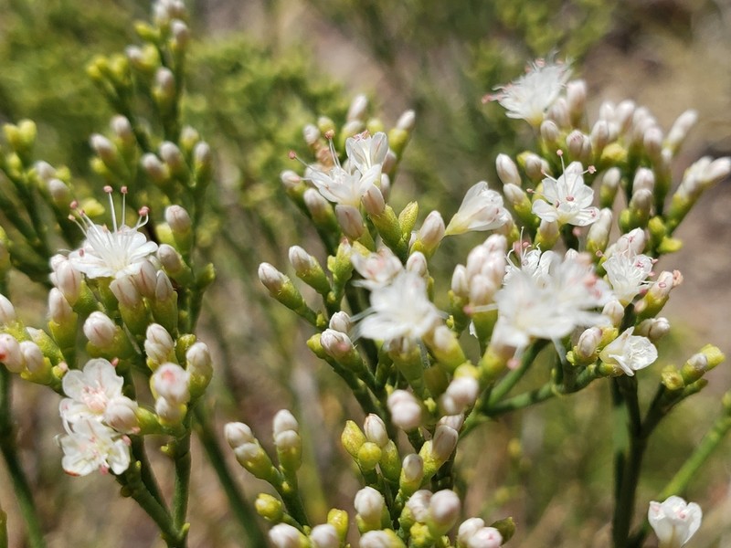 Slenderleaf Buckwheat photo 3