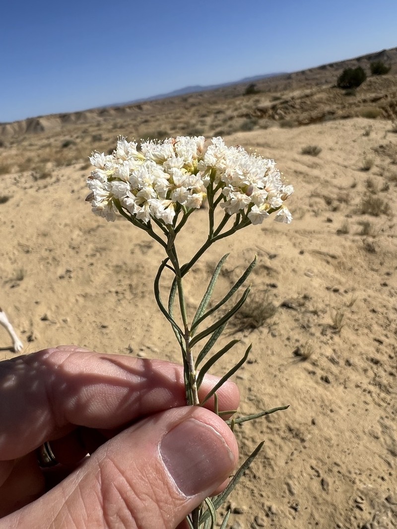 Slenderleaf Buckwheat photo 4
