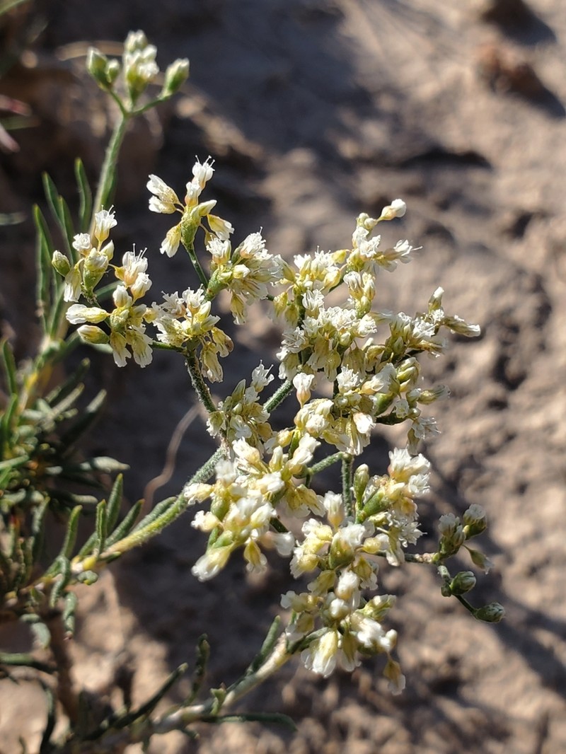 Slenderleaf Buckwheat photo 5