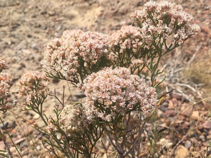 Slenderleaf Buckwheat photo 6