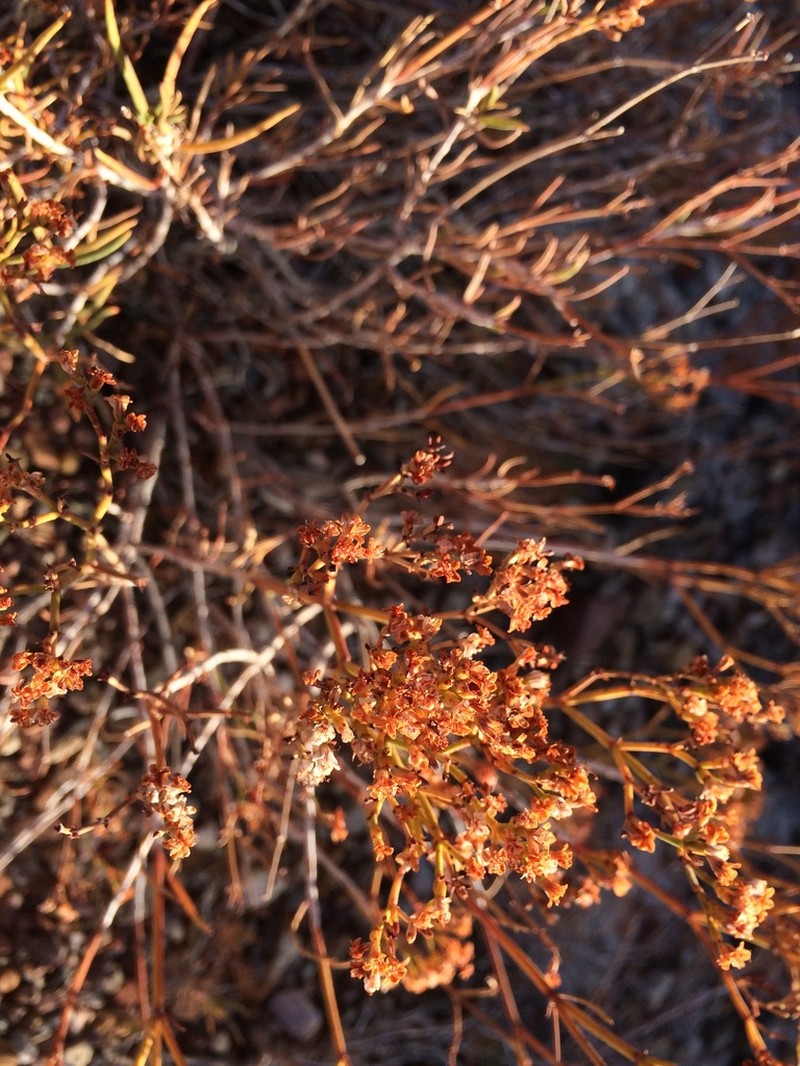 Slenderleaf Buckwheat photo 7