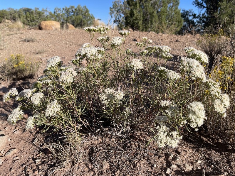 Slenderleaf Buckwheat photo 8