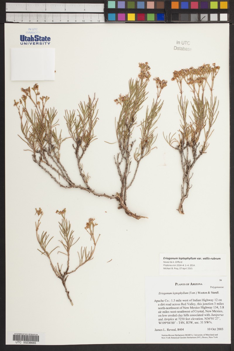 Eriogonum leptophyllum var. vallis-rubrum