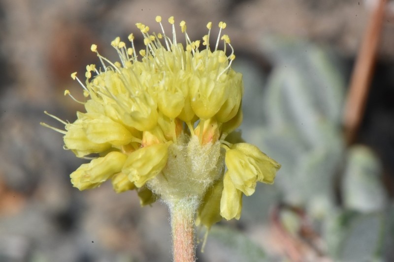 Lewis' Buckwheat photo 3