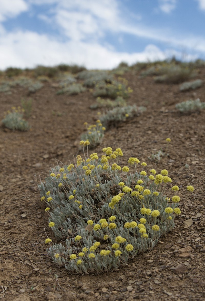 Lewis' Buckwheat photo 4