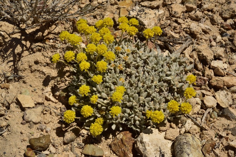 Lewis' Buckwheat photo 5