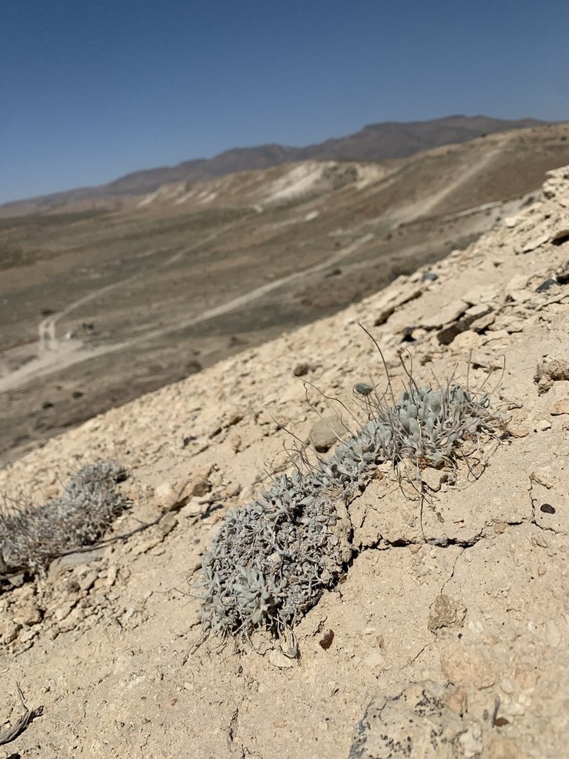 Lewis' Buckwheat photo 6