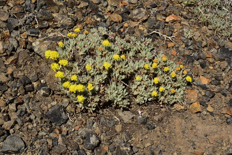 Lewis' Buckwheat photo 7