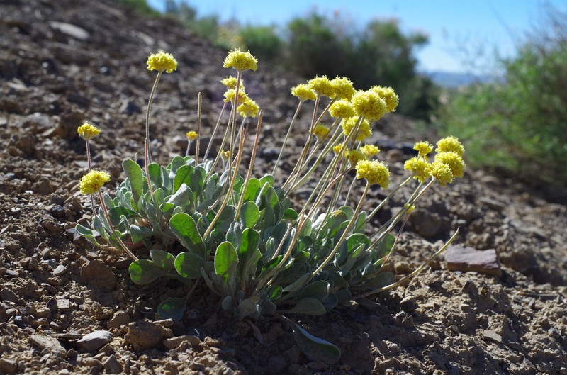 Lewis' Buckwheat photo 8