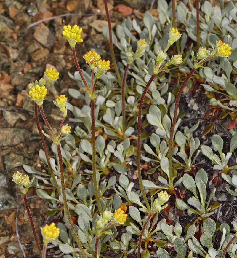 Dubakella Mountain Buckwheat