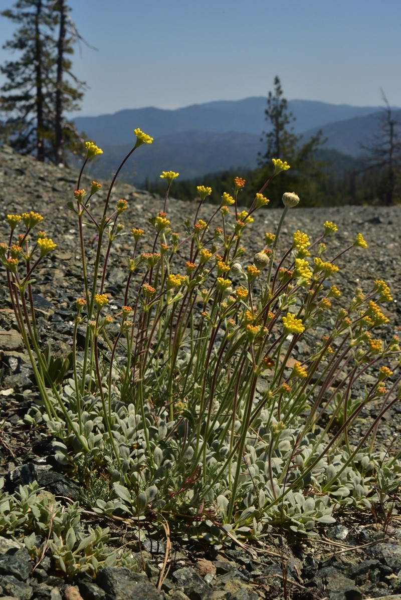 Dubakella Mountain Buckwheat
