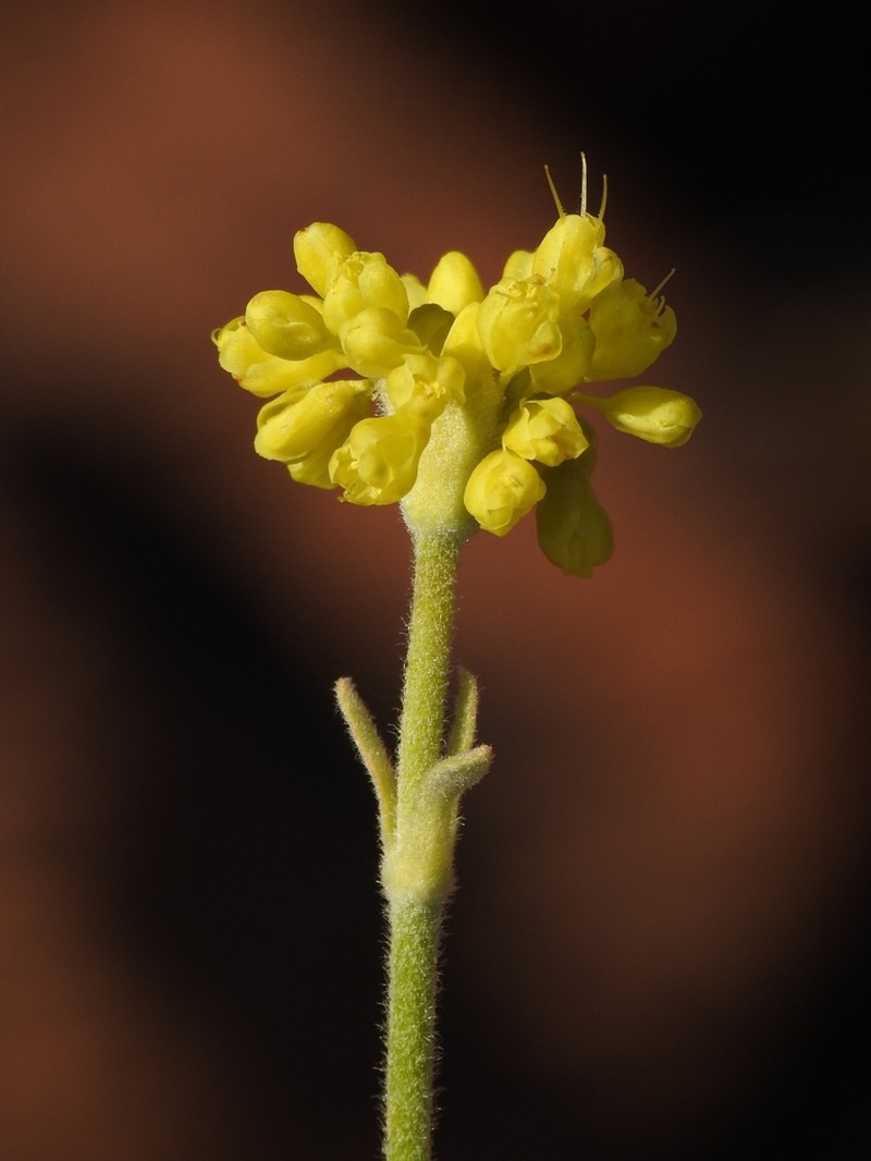 Dubakella Mountain Buckwheat photo 2