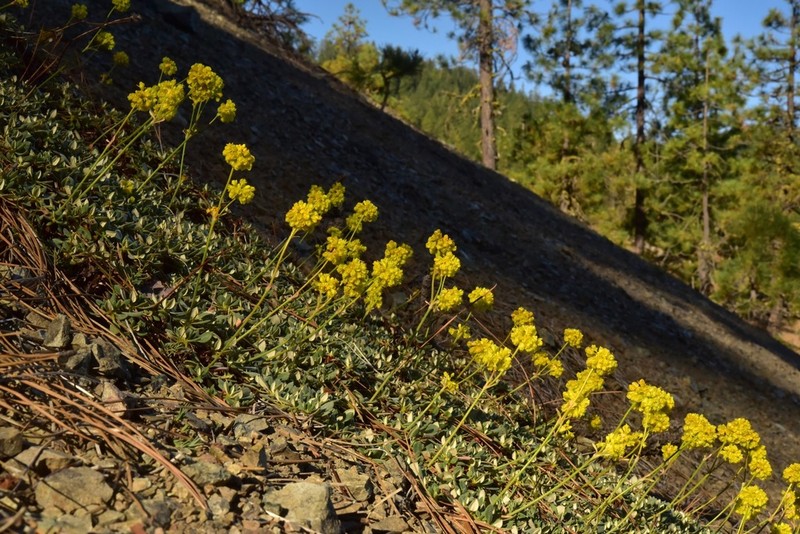 Dubakella Mountain Buckwheat photo 3
