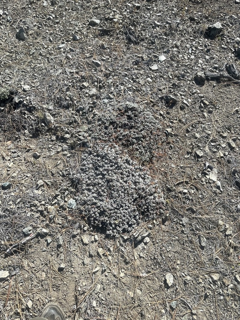 Dubakella Mountain Buckwheat photo 4