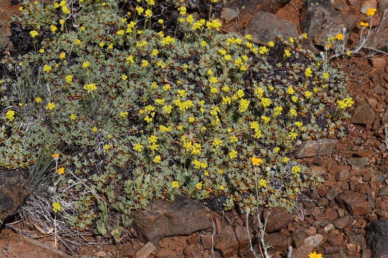 Dubakella Mountain Buckwheat photo 5