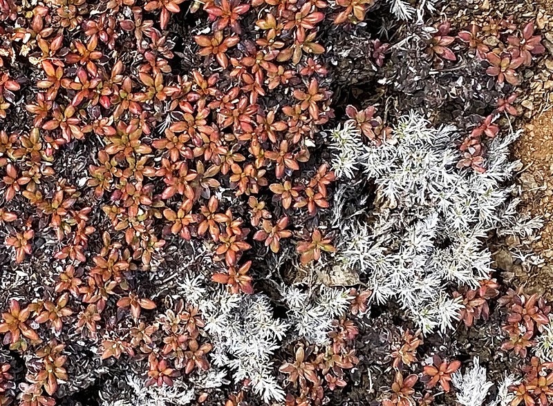 Dubakella Mountain Buckwheat photo 6
