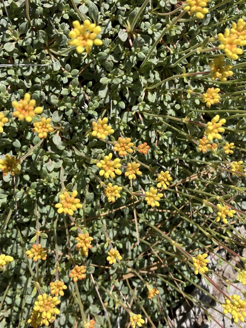 Dubakella Mountain Buckwheat photo 7