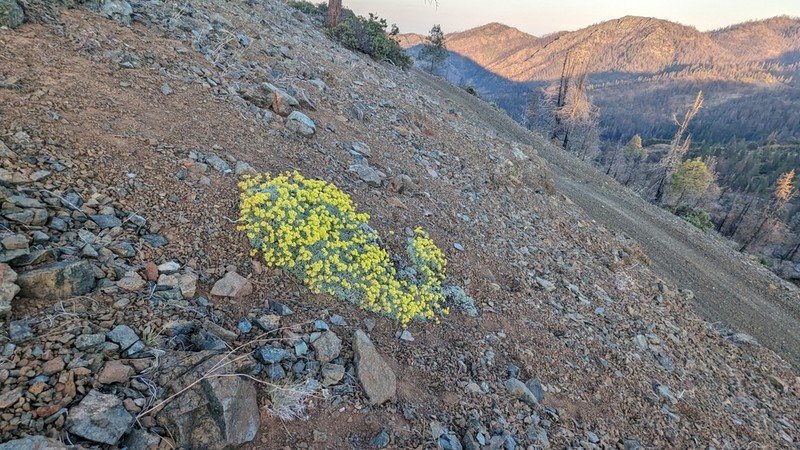 Dubakella Mountain Buckwheat photo 8