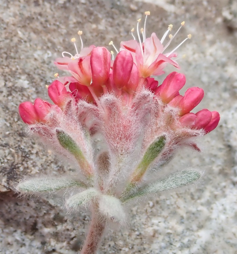 Lobb's Buckwheat
