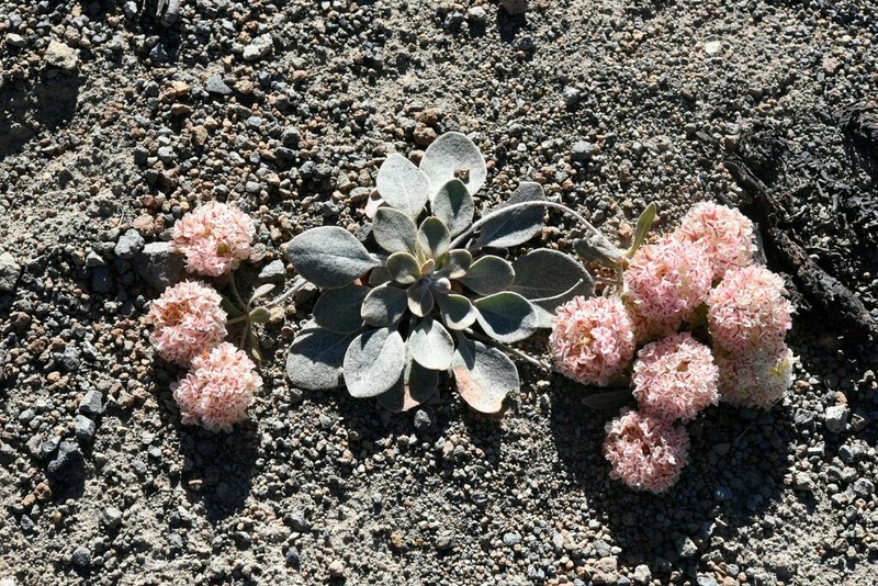 Lobb's Buckwheat photo 2