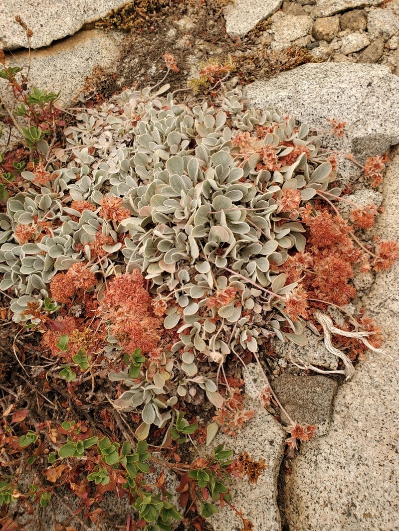 Lobb's Buckwheat photo 3