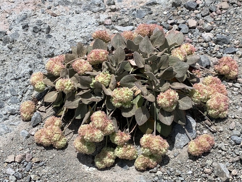 Lobb's Buckwheat photo 4