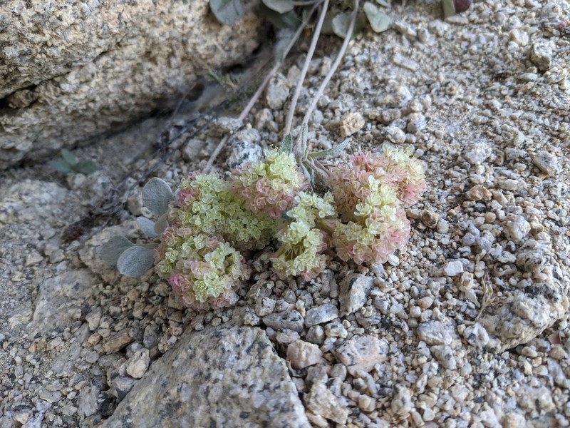 Lobb's Buckwheat photo 5