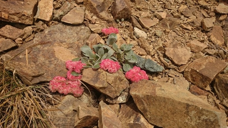 Lobb's Buckwheat photo 6
