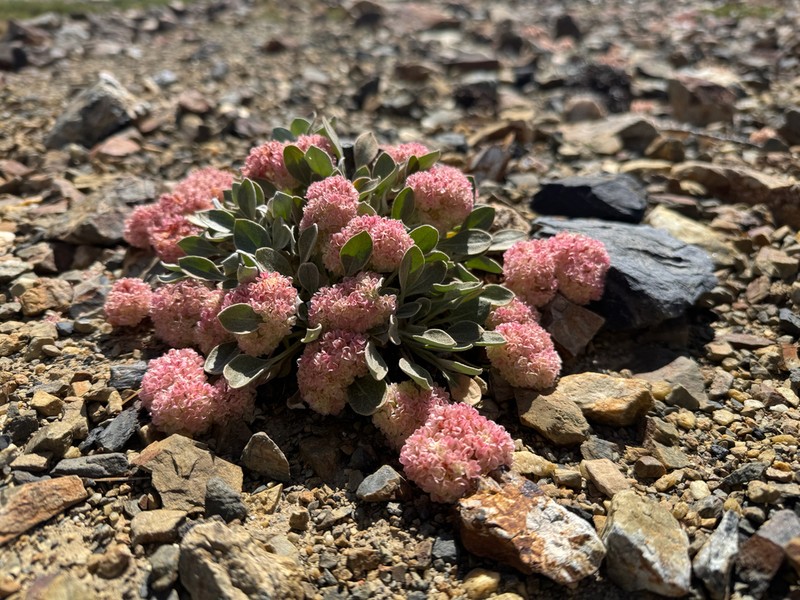 Lobb's Buckwheat photo 7